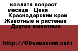 козлята возраст 1,5 месяца › Цена ­ 1 500 - Краснодарский край Животные и растения » Другие животные   